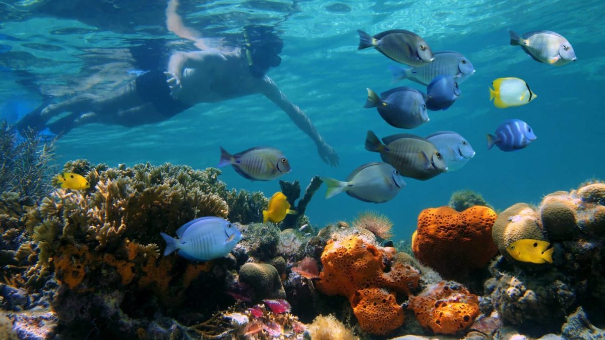Snorkeling in Key West snorkeling underwater
